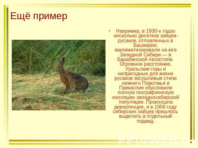 Ещё пример Например, в 1930-х годах несколько десятков зайцев-русаков, отловленных в Башкирии, акклиматизировали на юге Западной Сибири — в Барабинской лесостепи. Огромное расстояние, Уральские горы и непригодные для жизни русаков засушливые степи н…