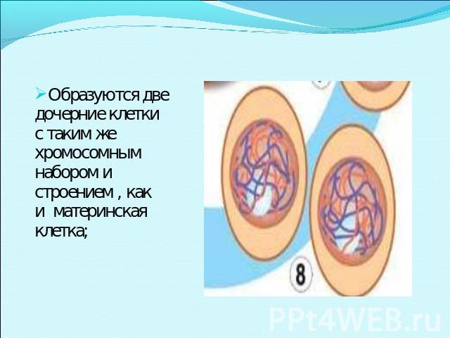 Образуются две дочерние клетки с таким же хромосомным набором и строением , как и материнская клетка;