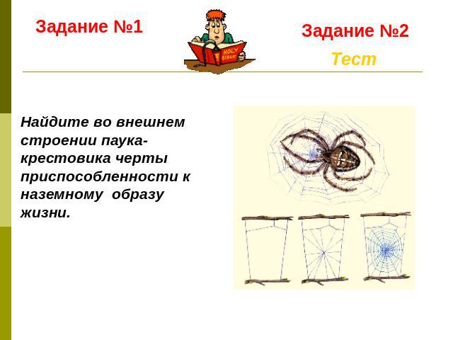 Задание №1 Задание №2 Найдите во внешнем строении паука-крестовика черты приспособленности к наземному образу жизни.