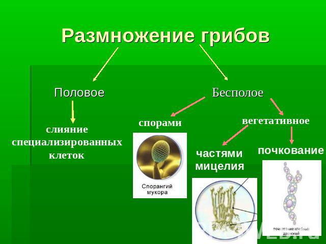 Размножение грибов Половое