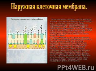 Наружная клеточная мембрана. Плазматическая мембрана – бислой липидов и белков.