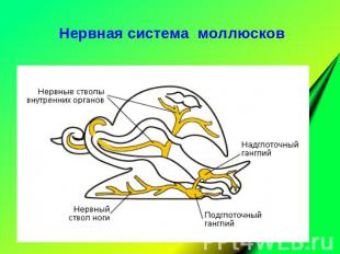 Нервная система моллюсков