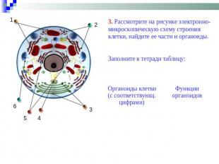 3. Рассмотрите на рисунке электронно-микроскопическую схему строения клетки, най