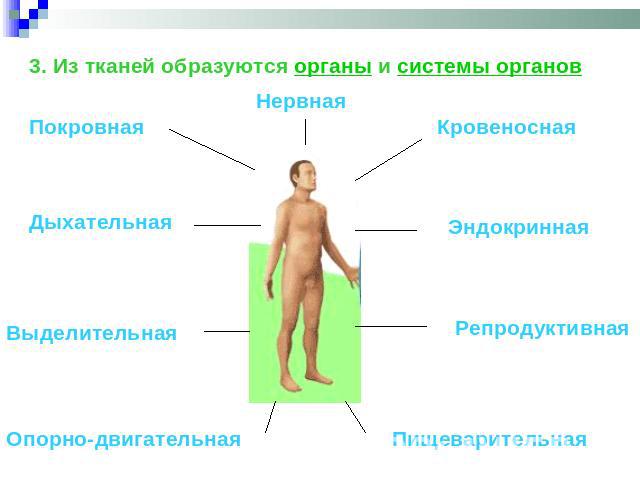 3. Из тканей образуются органы и системы органов