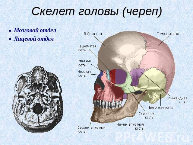 Скелет головы (череп) Мозговой отдел Лицевой отдел
