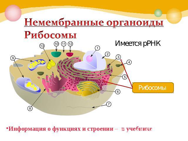 Немембранные органоиды Рибосомы Информация о функциях и строении – в учебнике
