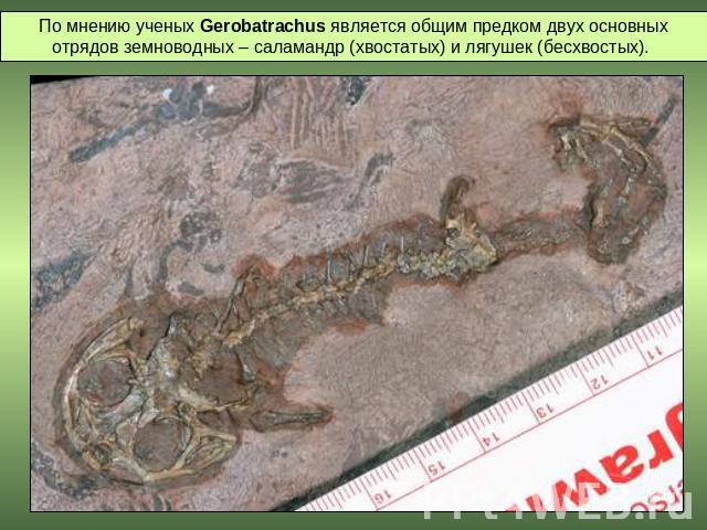 По мнению ученых Gerobatrachus является общим предком двух основных отрядов земноводных – саламандр (хвостатых) и лягушек (бесхвостых).