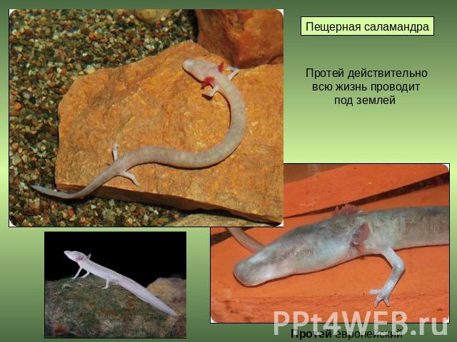 Пещерная саламандра Протей действительно всю жизнь проводит под землей Протей европейский