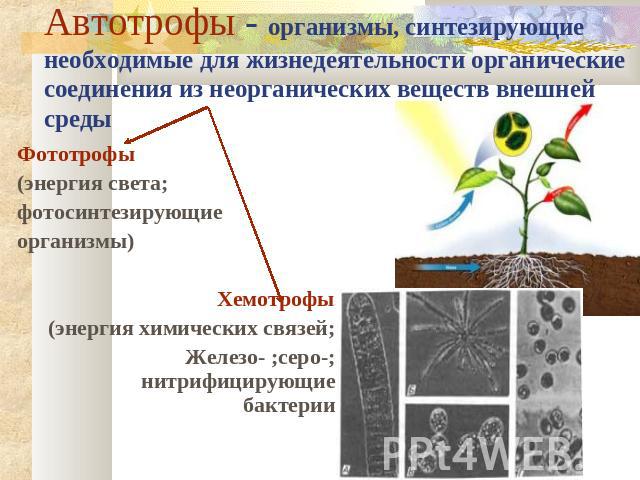 Автотрофы - организмы, синтезирующие необходимые для жизнедеятельности органические соединения из неорганических веществ внешней среды Фототрофы (энергия света; фотосинтезирующие организмы) Хемотрофы (энергия химических связей; Железо- ;серо-; нитри…