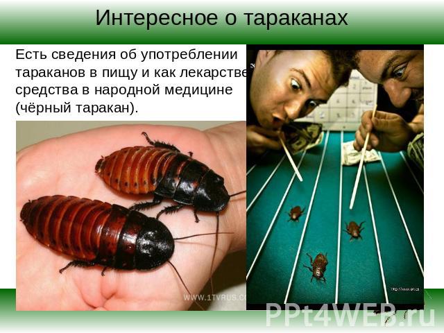 Интересное о тараканах Есть сведения об употреблении тараканов в пищу и как лекарственного средства в народной медицине (чёрный таракан).