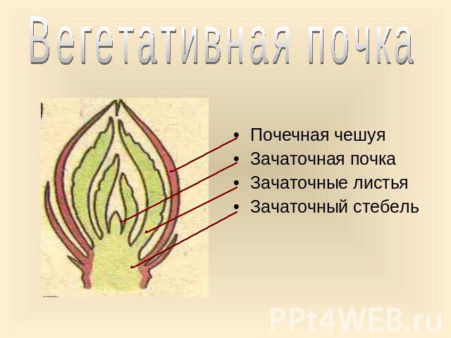 Вегетативная почка Почечная чешуя Зачаточная почка Зачаточные листья Зачаточный стебель