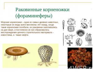 Раковинные корненожки (фораминеферы) Морские корненожки – одни из самых древних