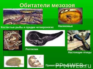 Обитатели мезозоя Костистые рыбы и предки четвероногих Насекомые Рептилии Настоя