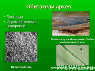Обитатели архея Бактерии Одноклекточные водоросли Болото с цианобактериями (виде