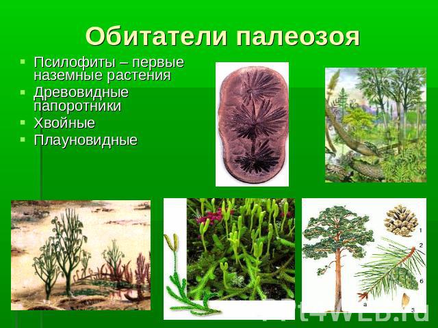 Обитатели палеозоя Псилофиты – первые наземные растения Древовидные папоротники Хвойные Плауновидные