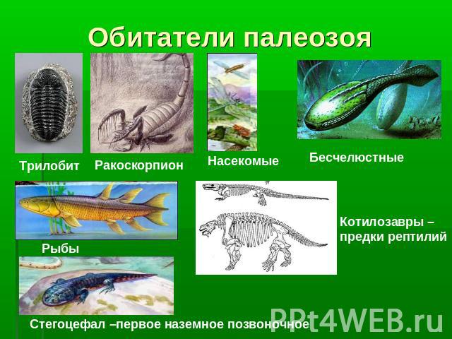 Обитатели палеозоя Трилобит Ракоскорпион Насекомые Бесчелюстные Котилозавры – предки рептилий Рыбы Стегоцефал –первое наземное позвоночное