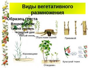 Виды вегетативного размножения