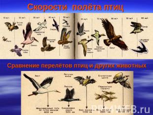 Скорости полёта птиц Сравнение перелётов птиц и других животных