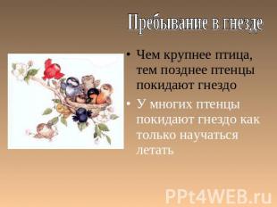 Пребывание в гнезде Чем крупнее птица, тем позднее птенцы покидают гнездо У мног