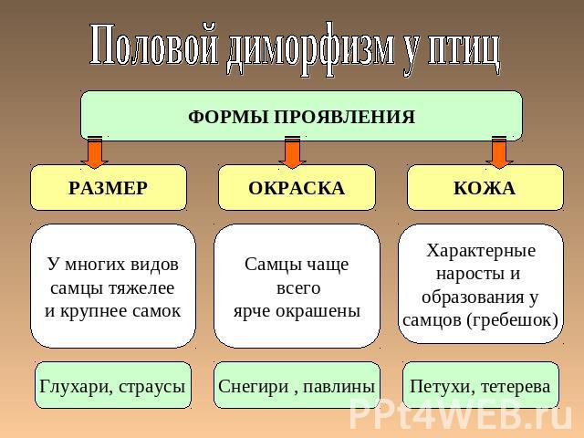 Половой диморфизм у птиц ФОРМЫ ПРОЯВЛЕНИЯ У многих видов самцы тяжелее и крупнее самок Самцы чаще всего ярче окрашены Характерные наросты и образования у самцов (гребешок)