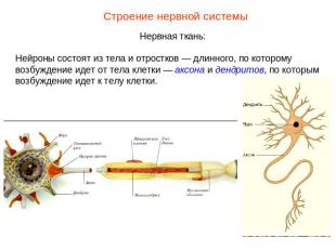 Строение нервной системыНервная ткань:Нейроны состоят из тела и отростков — длин