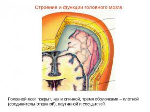 Строение и функции головного мозгаГоловной мозг покрыт, как и спинной, тремя обо