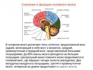 Строение и функции головного мозгаВ головном мозге различают пять отделов: продо