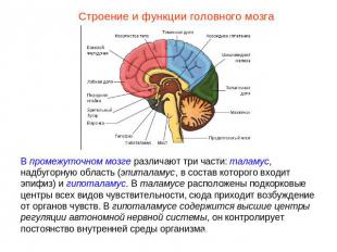 Строение и функции головного мозгаВ промежуточном мозге различают три части: тал