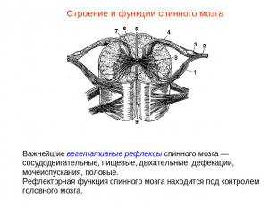 Строение и функции спинного мозгаВажнейшие вегетативные рефлексы спинного мозга