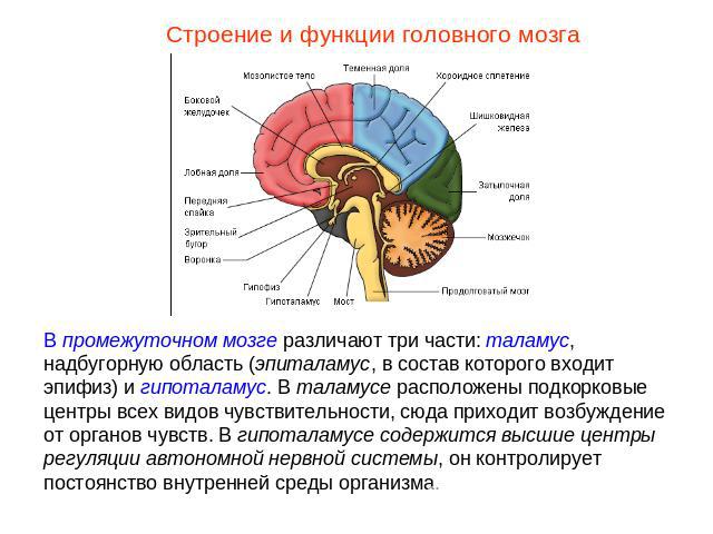 Строение и функции головного мозгаВ промежуточном мозге различают три части: таламус, надбугорную область (эпиталамус, в состав которого входит эпифиз) и гипоталамус. В таламусе расположены подкорковые центры всех видов чувствительности, сюда приход…