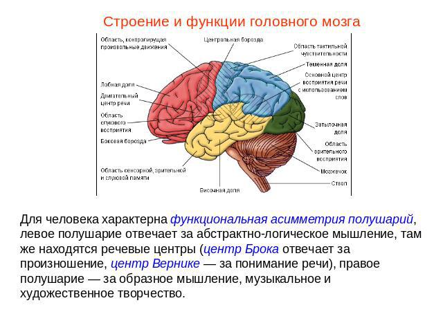 Строение и функции головного мозгаДля человека характерна функциональная асимметрия полушарий, левое полушарие отвечает за абстрактно-логическое мышление, там же находятся речевые центры (центр Брока отвечает за произношение, центр Вернике — за пони…