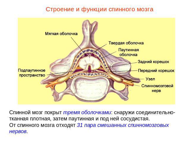 Строение и функции спинного мозгаСпинной мозг покрыт тремя оболочками: снаружи соединительно-тканная плотная, затем паутинная и под ней сосудистая.От спинного мозга отходят 31 пара смешанных спинномозговых нервов.