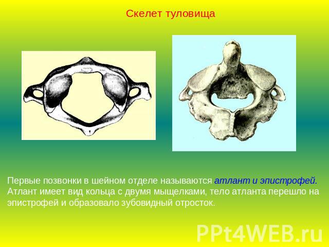 Скелет туловищаПервые позвонки в шейном отделе называются атлант и эпистрофей. Атлант имеет вид кольца с двумя мыщелками, тело атланта перешло на эпистрофей и образовало зубовидный отросток.