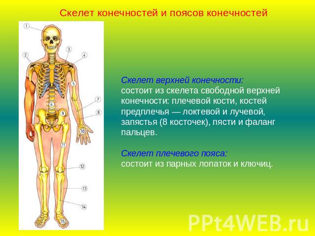 Скелет конечностей и поясов конечностейСкелет верхней конечности:состоит из скелета свободной верхней конечности: плечевой кости, костей предплечья — локтевой и лучевой, запястья (8 косточек), пясти и фаланг пальцев.Скелет плечевого пояса:состоит из…