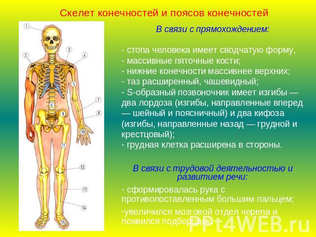 Скелет конечностей и поясов конечностейВ связи с прямохождением:- стопа человека имеет сводчатую форму, - массивные пяточные кости;- нижние конечности массивнее верхних;- таз расширенный, чашевидный;- S-образный позвоночник имеет изгибы — два лордоз…