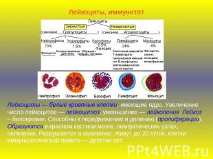 Лейкоциты, иммунитетЛейкоциты — белые кровяные клетки, имеющие ядро. Увеличение