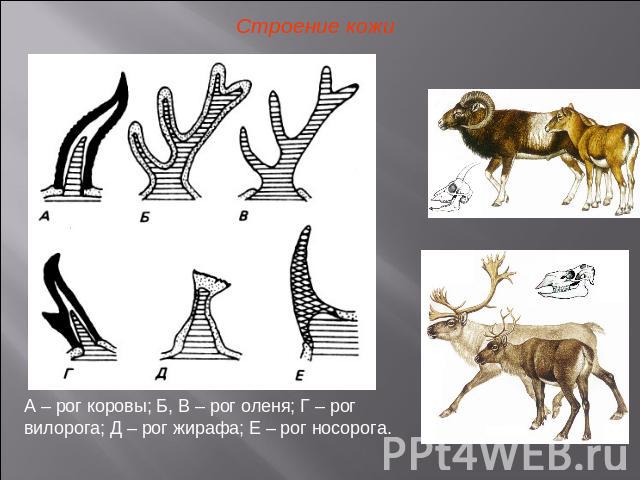 Строение кожиА – рог коровы; Б, В – рог оленя; Г – рог вилорога; Д – рог жирафа; Е – рог носорога.