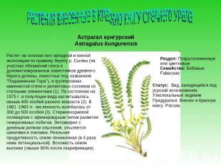 Растения внесенные в Красную Книгу Среднего УралаАстрагал кунгурскийAstragalus k