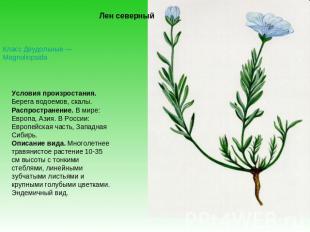 Лен северный Класс Двудольные — Magnoliopsida Условия произростания. Берега водо