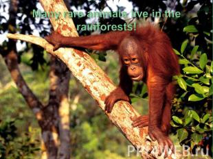 Many rare animals live in the rainforests!