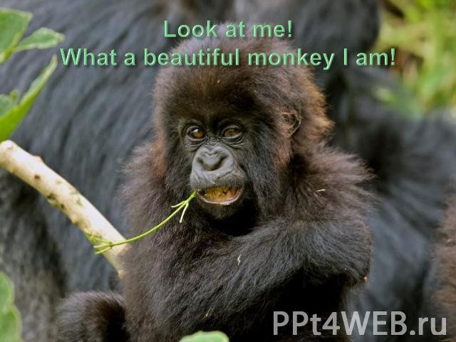 Look at me!What a beautiful monkey I am!