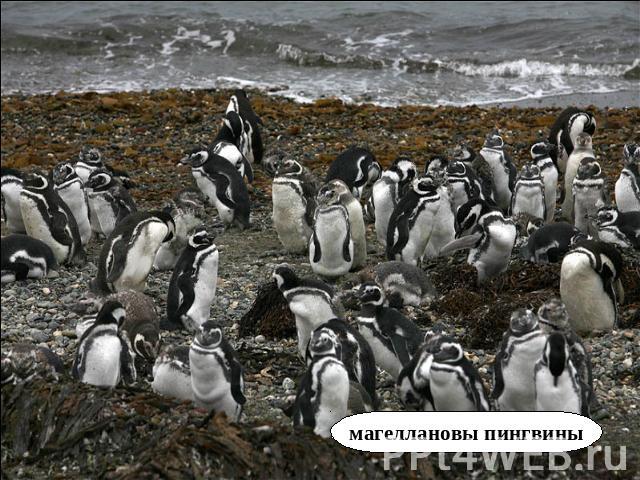 магеллановы пингвины