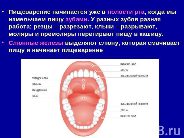 Пищеварение начинается уже в полости рта, когда мы измельчаем пищу зубами. У разных зубов разная работа: резцы – разрезают, клыки – разрывают, моляры и премоляры перетирают пищу в кашицу.Слюнные железы выделяют слюну, которая смачивает пищу и начина…