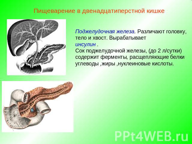 Пищеварение в двенадцатиперстной кишкеПоджелудочная железа. Различают головку, тело и хвост. Вырабатываетинсулин . Сок поджелудочной железы, (до 2 л/сутки) содержит ферменты, расщепляющие белки углеводы ,жиры ,нуклеиновые кислоты.