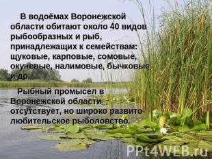 В водоёмах Воронежской области обитают около 40 видов рыбообразных и рыб, принад