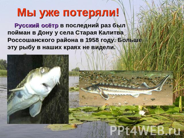 Мы уже потеряли! Русский осётр в последний раз был пойман в Дону у села Старая Калитва Россошанского района в 1958 году. Больше эту рыбу в наших краях не видели.