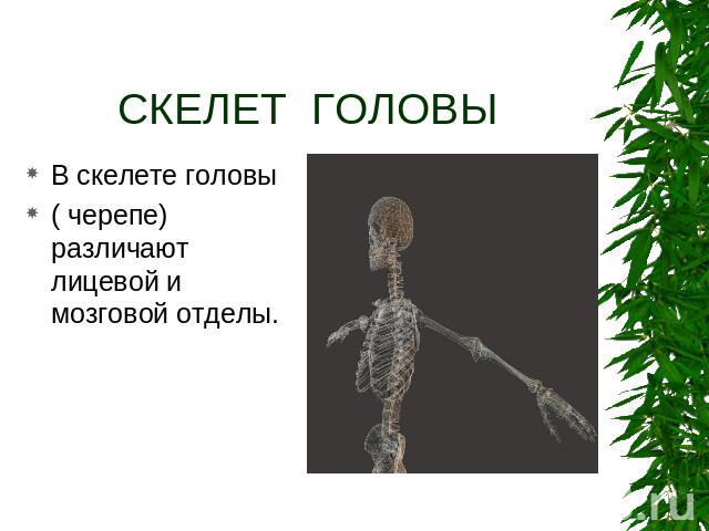 СКЕЛЕТ ГОЛОВЫ В скелете головы ( черепе) различают лицевой и мозговой отделы.