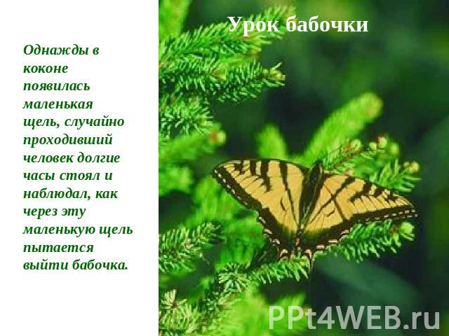 Урок бабочкиОднажды в коконе появилась маленькая щель, случайно проходивший человек долгие часы стоял и наблюдал, как через эту маленькую щель пытается выйти бабочка.