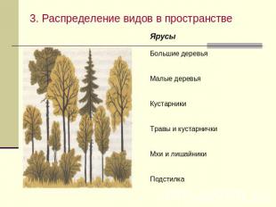 3. Распределение видов в пространстве ЯрусыБольшие деревьяМалые деревьяКустарник