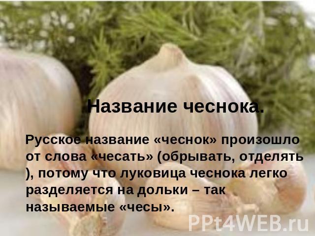 Название чеснока. Русское название «чеснок» произошло от слова «чесать» (обрывать, отделять), потому что луковица чеснока легко разделяется на дольки – так называемые «чесы».
